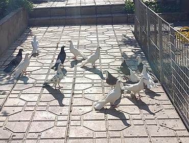 quşlar: Salam göyerçinler satılır hası eni quyrug. içinde bir bala var 19 — 1