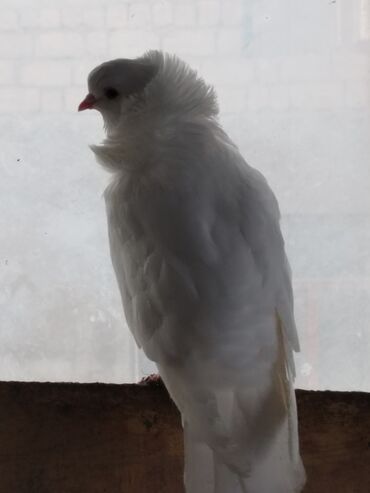 Göyərçinlər: Məhsul: Qüvərcinlər (dekorativ və uçuş növləri) Təsvir: - Rənglər — 10