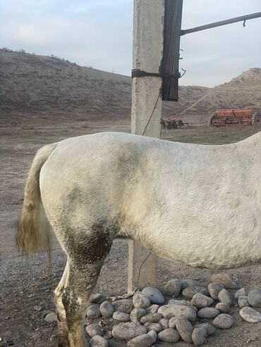 Лошади, кони: Продаю | Кобыла (самка) | На забой — 10