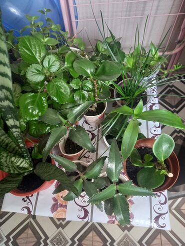 большие растения: Другие комнатные растения