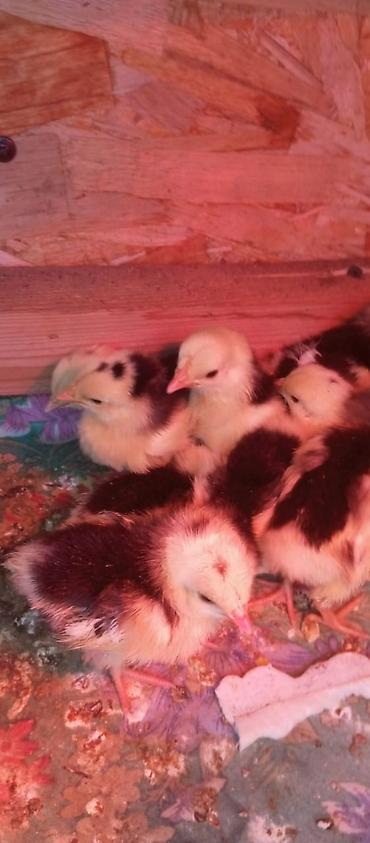 Куры, петухи: Продаю | Цыплята | Для разведения — 1