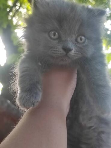 сибирский кот цена: Продается шатландский мальчик г Ош