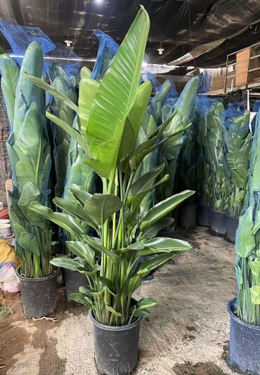 Другие комнатные растения: Предлагаются различные комнатные растения в горшках. В наличии кротоны — 3