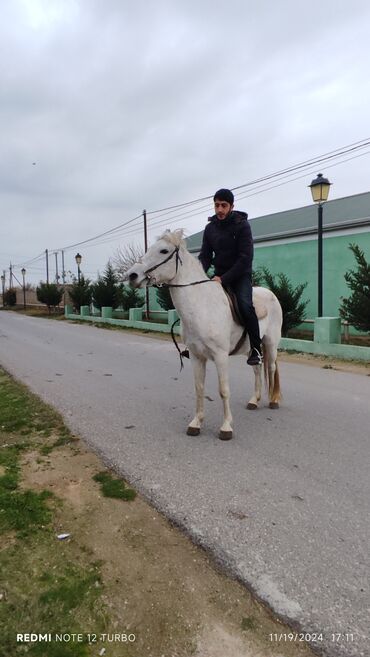 Atlar: Dişi, il: 8, Pulsuz çatdırılma