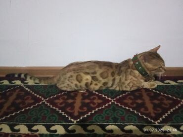 шотландская длинношерстная кошка: Вязка: Бенгальская, Мальчик, 2 года, С прививками, Золотая шиншилла