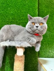 Pişiklər: CUT uchun Mohteshem, baximli saf gen erkekler Ferqli shertler ve — 4