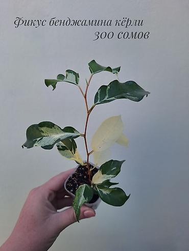 Фикустар: 🪴 Фикусы разных сортов в продаже. 🌿 Названия сортов и цены указаны на — 8