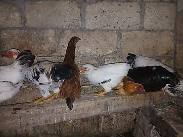 heyvan ve insan seksi: Toyuq, Damazlıq — 2