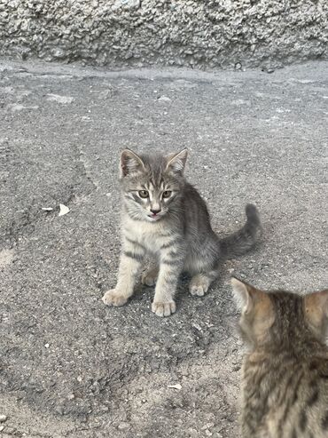 британская короткошёрстная кошка: РАЗДАЮ БЕСПЛАТНО 🐈 Не для игр детям!!! Живут у меня во дворе