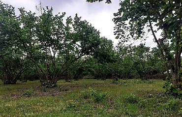 Ağaclar: Fındıq bağı – məhsuldar, baxımlı sahə - Mədəni fındıq kolları — 4