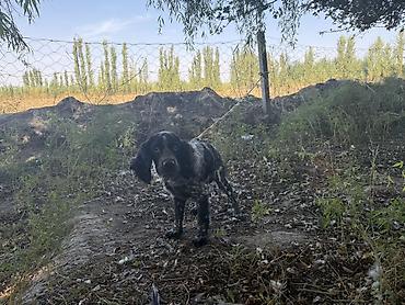 Щенок породы спаниель (длинноухий тип), окрас чёрно-пегий с мраморным at lalafo.kg Щенок породы спаниель (длинноухий тип), окрас чёрно-пегий с мраморным