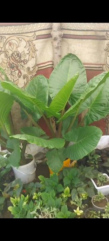 epimedium bitkisi satisi: Böyük yarpaqlı dekorativ otaq/bağ bitkisi – Alokaziya (Elephant Ear) — 1