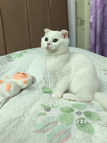 вислоухий кот цена: Şotland yastı qulaq, Dişi