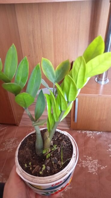 ищу работу в бишкекке: Женщина 50 лет в поисках работы Ответственная без вредных привычек