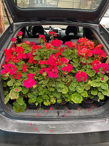 kaktus növləri: Qızıl-qırmızı və çəhrayı çalarlarda saksı sardinyaları (geranium) - — 1