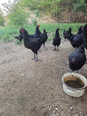 qarğa balası satılır: Salam Aleykum ! Şəkildə gördüyünüz 10 ədəd 5 aylıq təmiz qan — 3