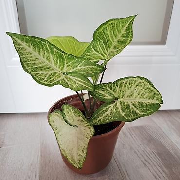 Сингониумы: Сингониум вариегатный (Syngonium podophyllum). Декоративно-лиственное — 2