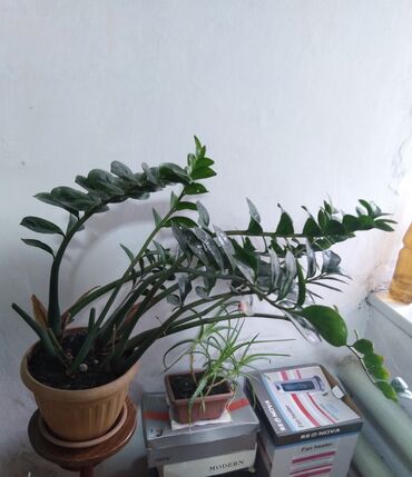 Замиокулькас(долларовое растение)+фикус Бенджамина+Эхеверия. Взрослые