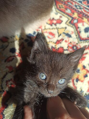 британская короткошерстная кошка золотая шиншилла: Отдаю прекрасных голубоглазых котяткороткошерстный мальчик,и