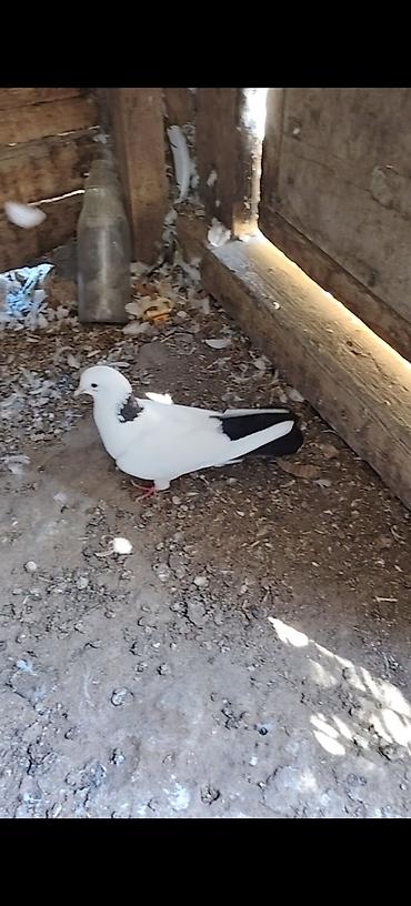 cins goyərcinlər: Pecat boynu gullu abrez cilpaq ayaq maya Unvan Qala Merdekan teref — 3
