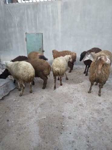Бараны, овцы: Самец, лет: 1, 3 кг, Для мяса, Самовывоз