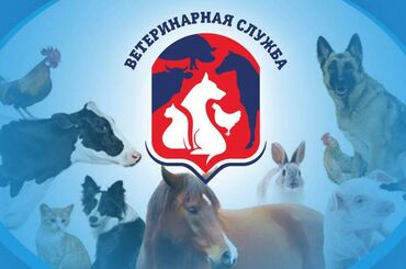 Услуги ветеринара: Саламатсызбы! Мен ветеринардык дарыгермин. Биз жылкыларга, бодо