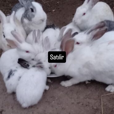 bmw 3 серия 320ci at: Satılır: Dovşanlar - Növ: Ağ rəngli ətlik/ev heyvanı dovşanlar