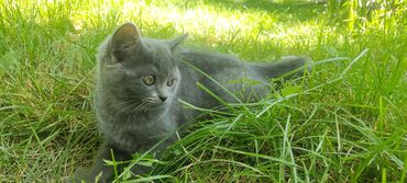 сиамские кот: Продаю котёнка девочка скотиш страйт (ушки стоячие) только в хорошие