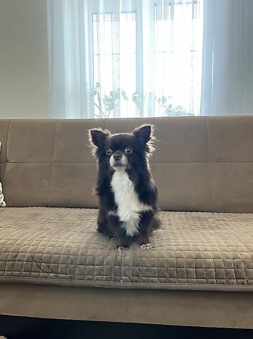 çöl iti: Çixuahua, 4 il, Erkək, Cütləşmə üçün, Ünvandan götürmə — 1