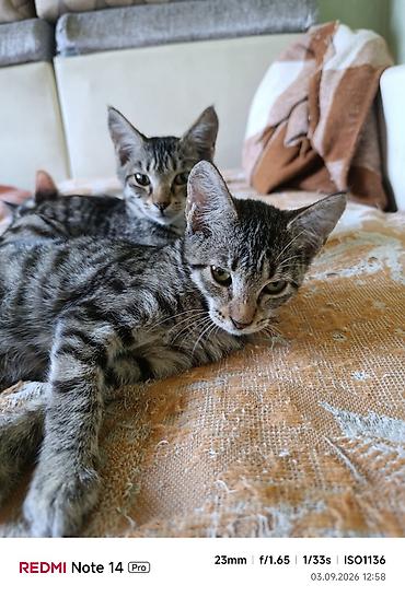 Кошка даром: Беспородная, Девочка