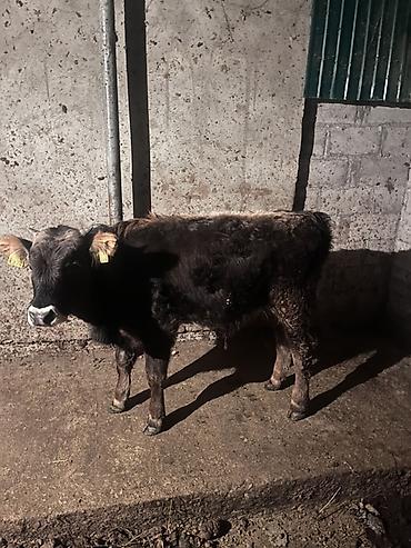Коровы, быки: Продаю | Бык (самец) | На откорм | Привязанные — 2