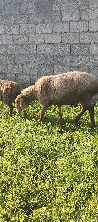 Продаю | Овца (самка) | Полукровка, Арашан | Для разведения | Матка, Ярка