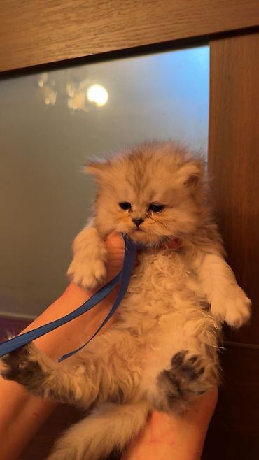 Pişiklər: Şotland, Erkək, Dişi -da lalafo.az — 4 Pişiklər: Şotland, Erkək, Dişi — 4