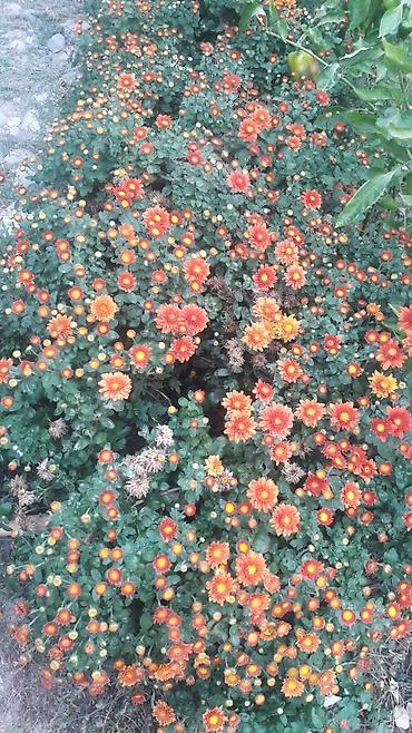 Гортензия: Гортензия БЕЛАЯ садовая. Крупные БЕЛЫЕ шары с футбольный мяч — 10