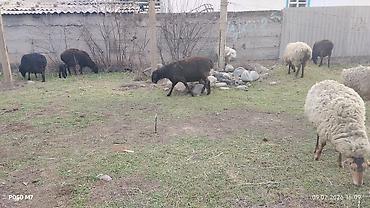 Баран, овца: Продаю | Овца (самка) | Для разведения | Матка — 6