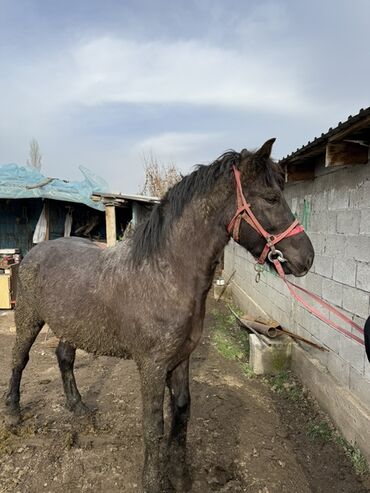 Лошади, кони: Продаю | Жеребец | Рабочий — 7