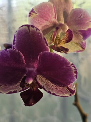 комнатные деревья: Продаю орхидею