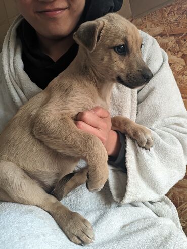 Отдам даром собаку: Щенки метисы, короткошёрстные, среднего предполагаемого размера. Окрас — 1