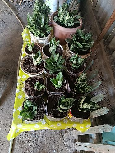Бөлмө өсүмдүктөрү: Сансевиерия (Sansevieria, «тещин язык») в горшках 200-300 - — 3