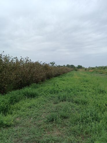 Ağaclar: Məhsul: Fındıq bağı və gilas bağı Təsvir: 1.20 Ha ərazidə 12illik — 3