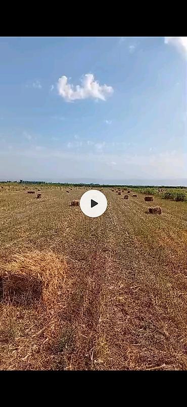 купить зерно: Тук беде, сулуу даны менен пресстелген, сатылат 250 штук — 2