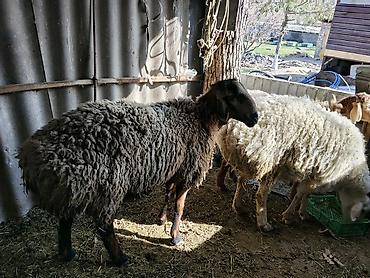 Баран, овца: Продаю | Баран (самец) | Гиссарская | Осеменитель — 4