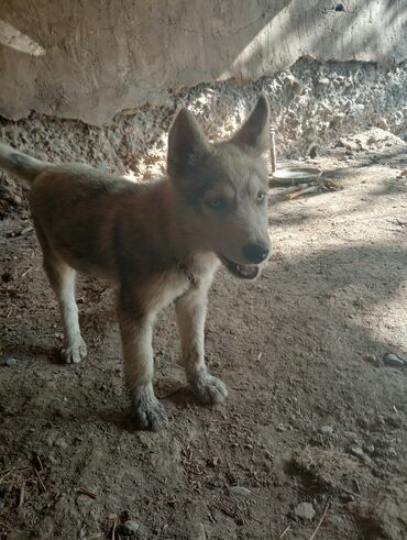 xaski itleri: Xaski, 5 ay, Erkek, Peyvəndli, Ünvandan götürmə