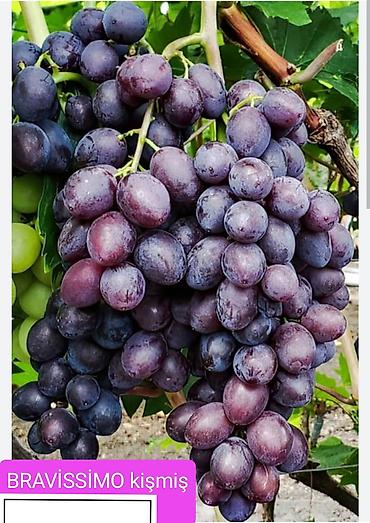 Meyvə və giləmeyvə: Məhsul: Qırmızı/çəhrayı süfrə üzümü (salxım) - Böyük, sıx salxımlar; — 4