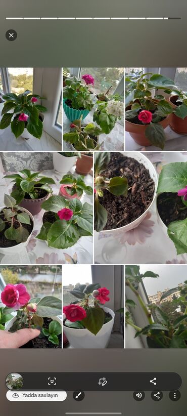 Otaq bitkiləri: Satılır: otaq bitkiləri kolleksiyası 1) Ağ çiçəkli balzam (Impatiens) — 13