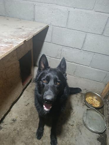Продажа собак: Немецкая овчарка, 2 года, Самец — 11