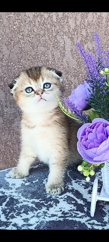 кошка скоттиш фолд цена: Скотиш Фолд (Шотландская вислоухая), 1 месяц, Девочка, Золотая шиншилла, Приучена к лотку, Проглистована — 6