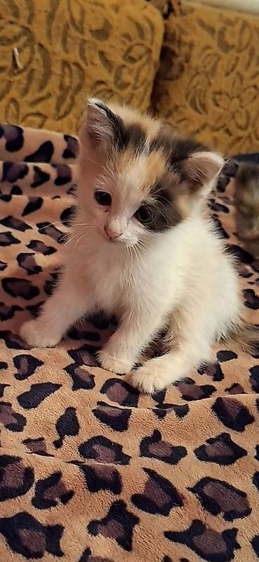 трехцветная кошка: Котята 2 мес два мальчика и трех цветная девочка уже кушают всё ходят — 5