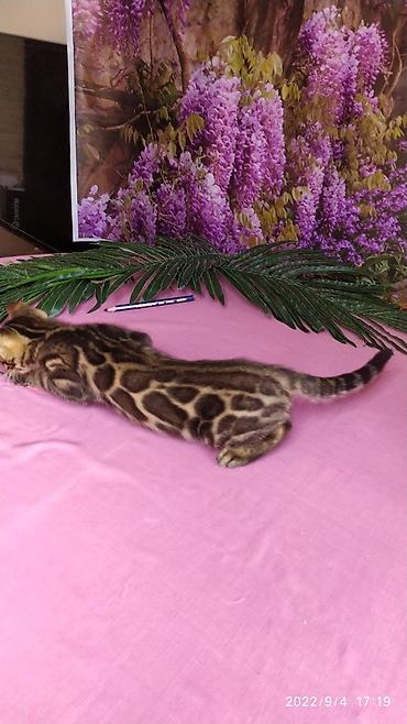 Продажа кошек: Красивейшие Бенгальские котята с огромными розетками. Проф питомник — 14