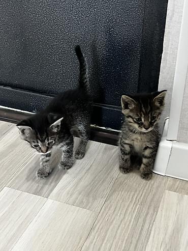 кошки британцы цена: Котёнок тигрового окраса. продаются обои один мальчик вторая девочка — 1